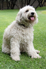 
Beautiful white Labradoodle medium breed dog, sitting and lying on the grass of the field by the lake side