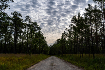 Road Through the Woods