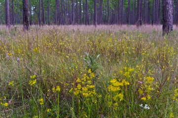 Prairie and Forest