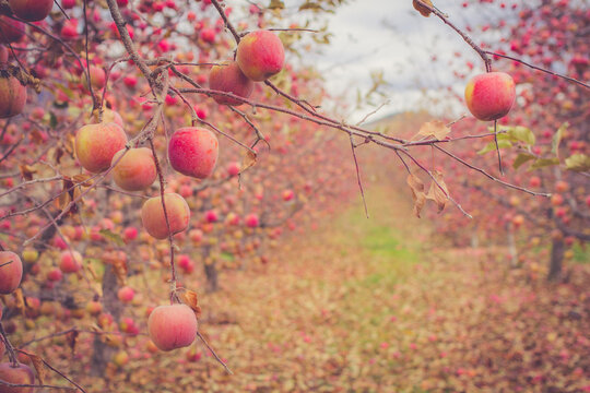 Apple Orchard In Fall With Fruit Still On The Trees