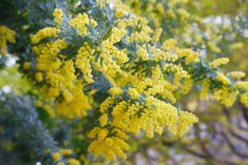 ミモザの花