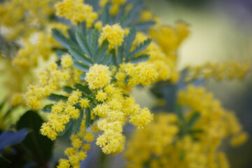 ミモザの花