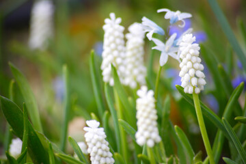 白いムスカリの花