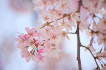 青空の桜