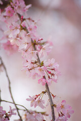 Obraz premium 枝垂れ桜