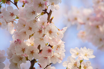 Obraz premium 青空の桜