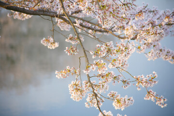 水面に映る桜