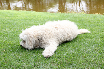 
Beautiful white Labradoodle medium breed dog, sitting and lying on the grass of the field by the lake side