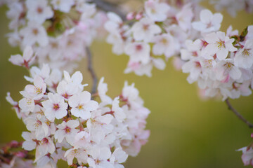 桜の花