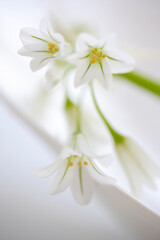 春の花アリューム