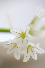 春の花アリューム