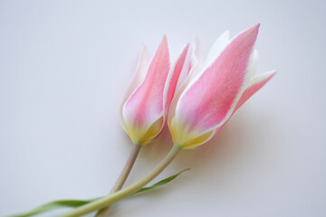 Fototapeta premium ピンクのチューリップ