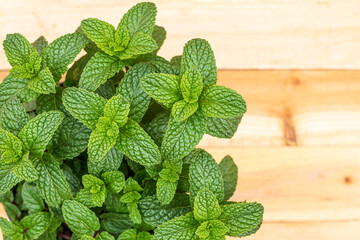 Mint leaves close up.  Wooden background with copy space