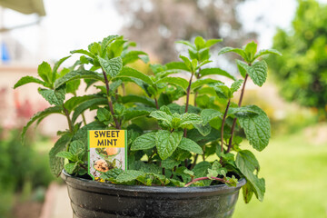 Close up Sweet Mint plant in pot in natural background