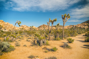 Joshua Tree National Park, California.