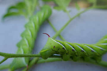 Horn of tomato hornworm caterpillar