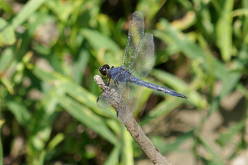 Dragon fly perched on twig with wings spread out