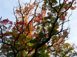 Isolated Top Oak Tree Branches with Spectacular Fall Colored Leaves, Beautiful Autumn Red, Orange and Yellow Leaves in Sunlight