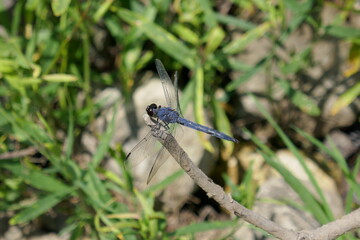 Grayish blue dragonfly perched on twig