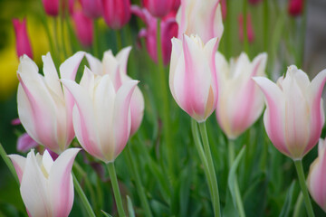 満開のピンク色のチューリップ畑