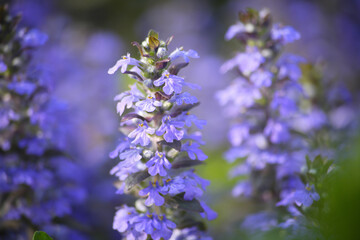 アジュガの紫色の花