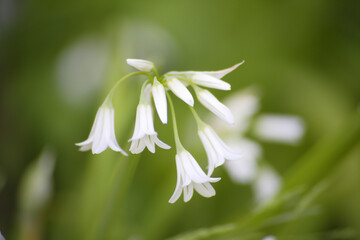 庭に咲く白色のアリューム