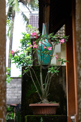 SONY DSC bali,flower,plant,townview,wildflower,leaves
nature, green,villageview,color,toropical,snap,travel,ubud
ウブド,トロピカル,植物,花,旅行,町風景,バリ島,葉,色,