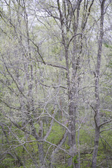 造形的な雑木林