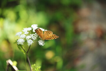 白い花の蜜を吸うヒョウモンチョウ
