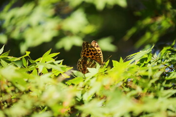 モミジの葉の上で休むヒョウモンチョウ