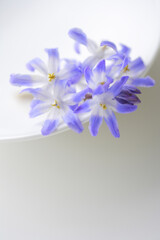 チオノドグサの花