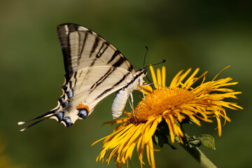 Butterflies on flowers, with beautiful bokeh