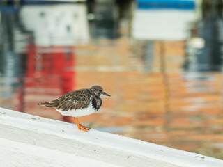 bird ruddy turnstone perched on a boat
