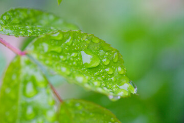 雨上がりの薔薇の葉