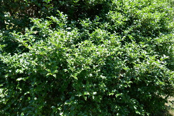 Lush green holly bush foliage