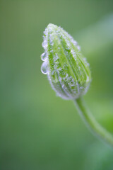 雨上がりのクレマチスのつぼみ