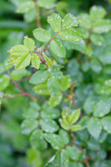 雨上がりの薔薇の葉