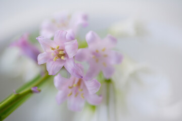 春の花のアリューム