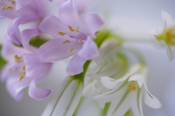 Fototapeta na wymiar 春の花のアリューム
