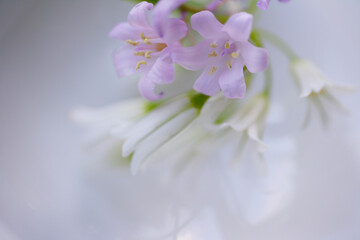 Obraz na płótnie Canvas 春の花のアリューム