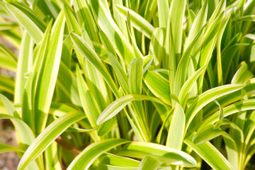 Fototapeta premium ナチュラルガーデン宿根草のヤブラン