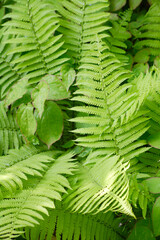 シェードガーデンのクサソテツ