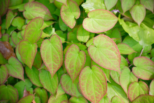 グラウンドカバーのイカリソウ