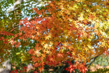 色鮮やかな紅葉、黄葉