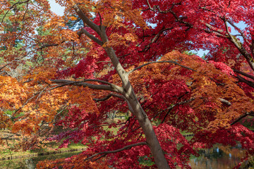 色鮮やかな紅葉、黄葉