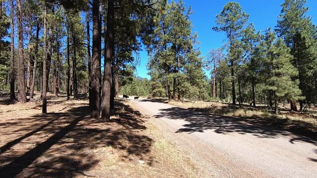 Cattle on the open range cross the forest road  in a line, Coconino National Forest, Flagstaff, Arizona