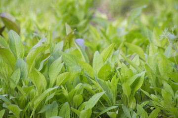 グリーングラス