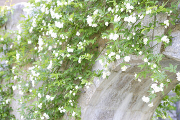 壁面に咲くモッコウバラ