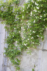 壁面に咲くモッコウバラ