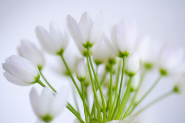 Fototapeta na wymiar 小さい白い花のアリュームのブーケ